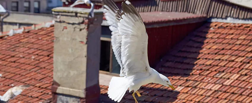 Residential Chimney Animal Removal Solution in Vista, CA